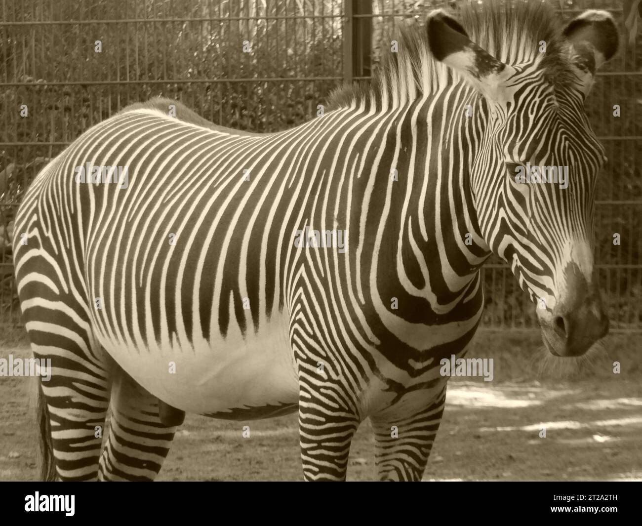Zebra-Tierpferd Stockfoto