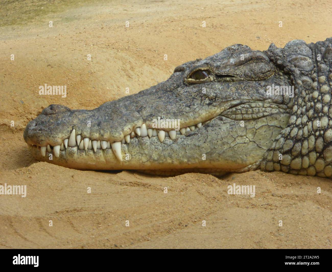 Krokodil liegt im warmen Sand Stockfoto
