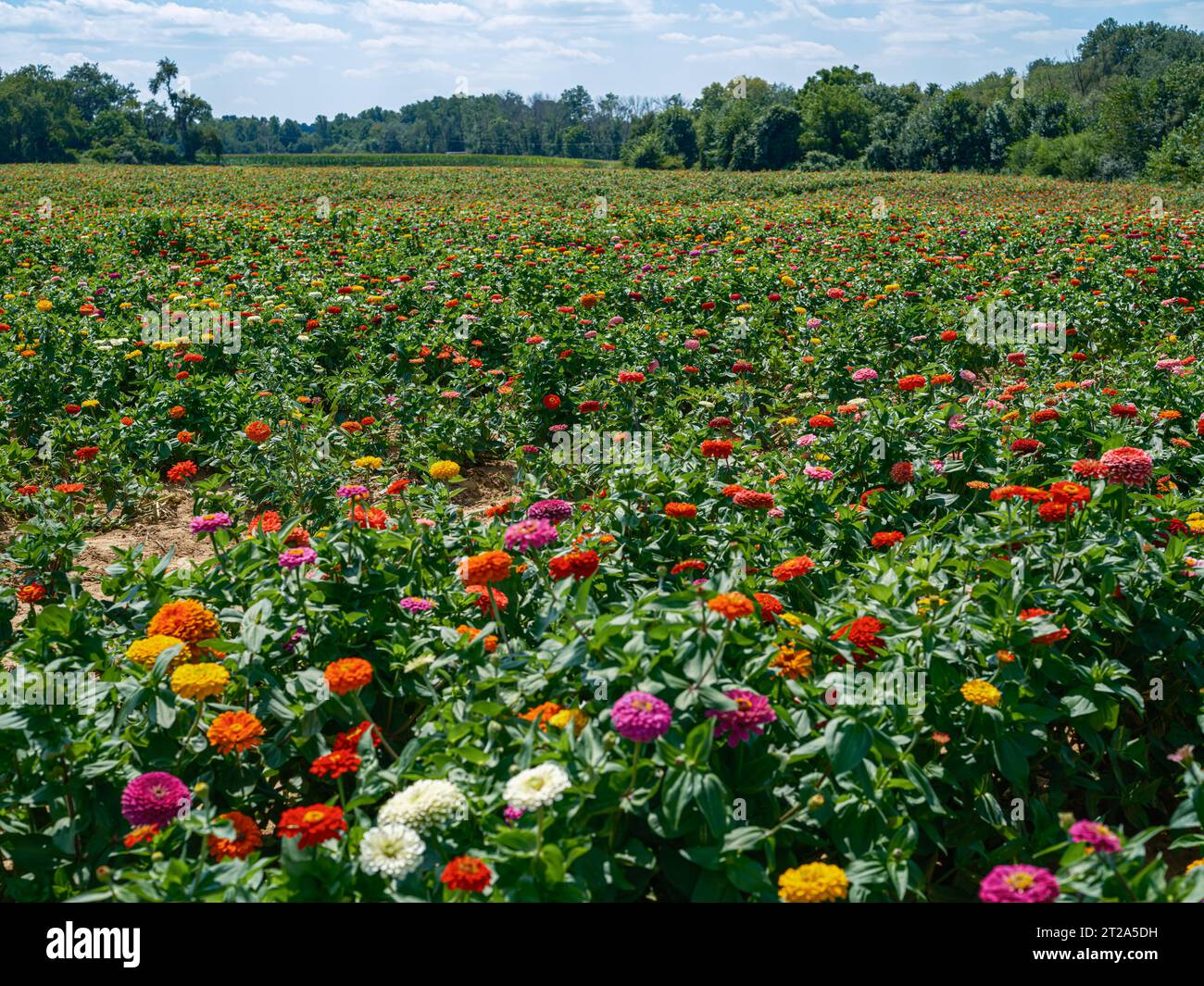 Ein Blumenfeld mit wilden Chrysanthemen Blüte mit lebendigen Farben Stockfoto