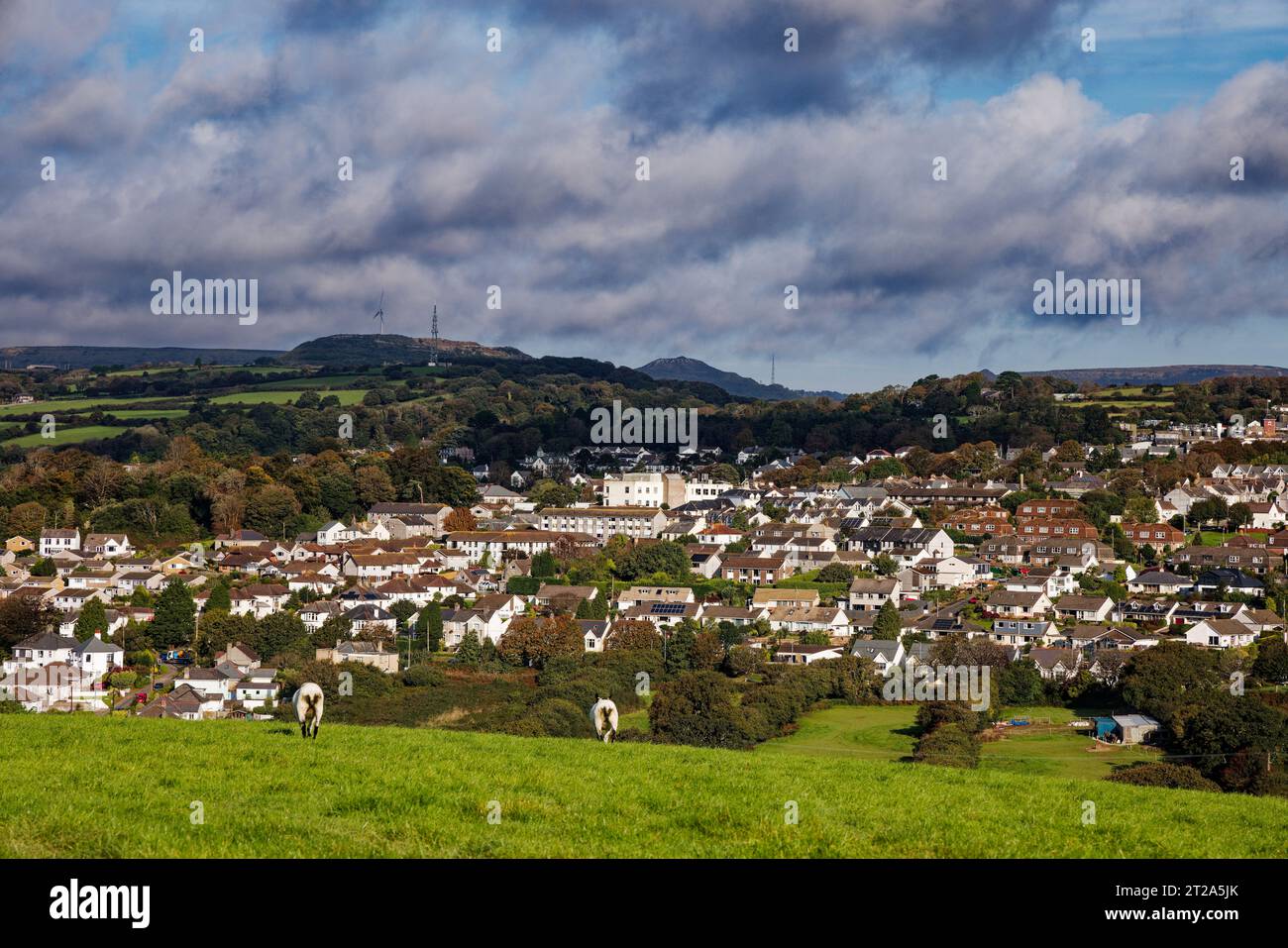 Schafe grasen ruhig mit Blick auf die Häuser der Stadt St. Austell, mit Hügeln in der Ferne, Cornwall. Stockfoto