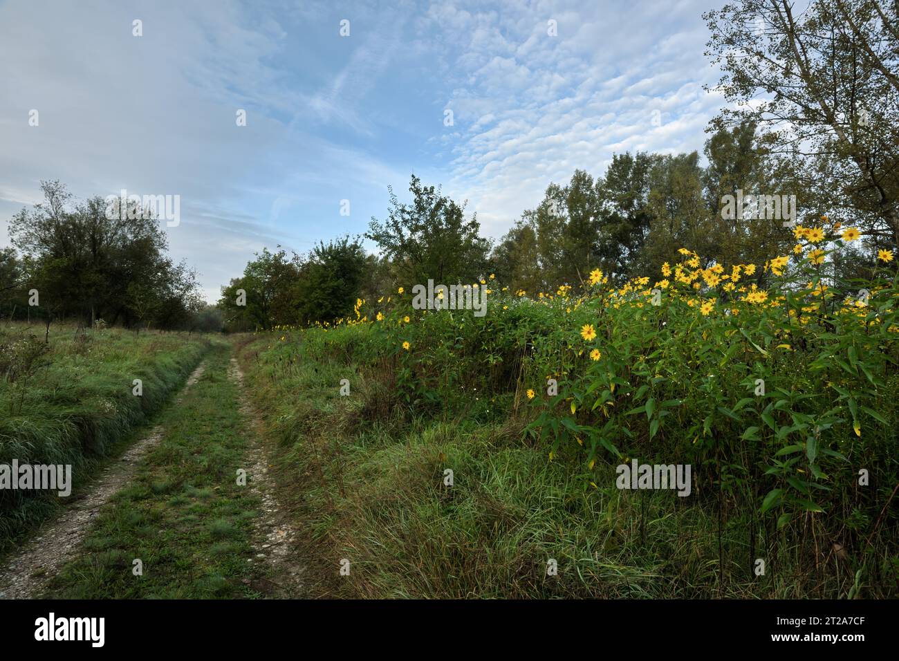 Herbstlandschaft mit Wanderwegen, Bäumen und wilden gelben Blumen. In der Nähe des Flusses. Blauer Himmel mit weißen Wolken. Am frühen Morgen. Beckov, Slowakei Stockfoto