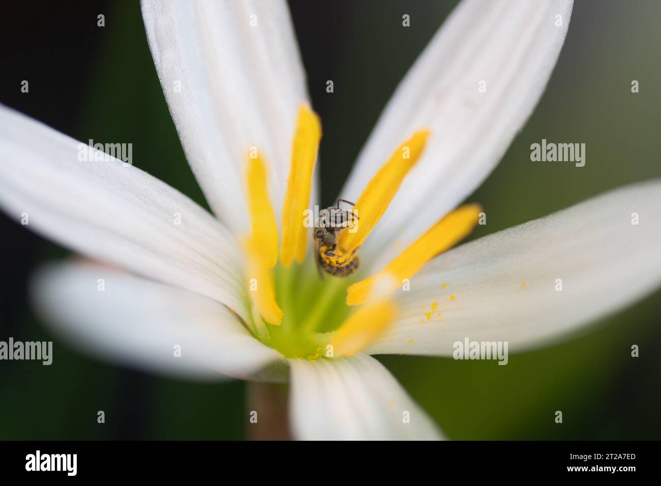 Nahaufnahme einer Ligatur-Furchenbiene, Halictus ligatus, sammelt Pollen aus den Stamen einer weißen Regenlilie, Zephyranthes candida. Stockfoto