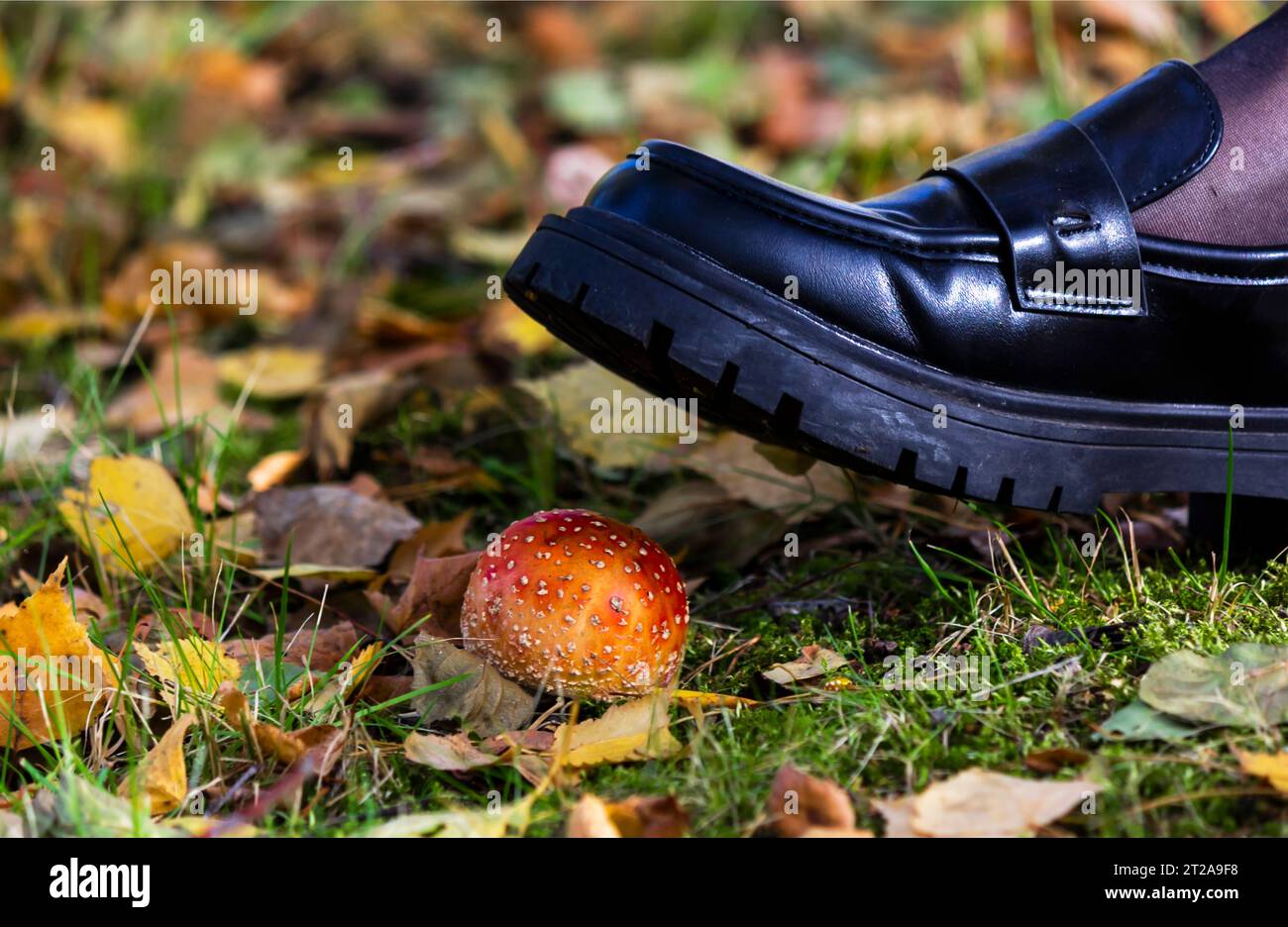 Der Fuß einer Person tritt auf den Roten Fliegenpilz, einen gefährlichen Pilz, der für Menschen giftig und ungenießbar ist. Stockfoto