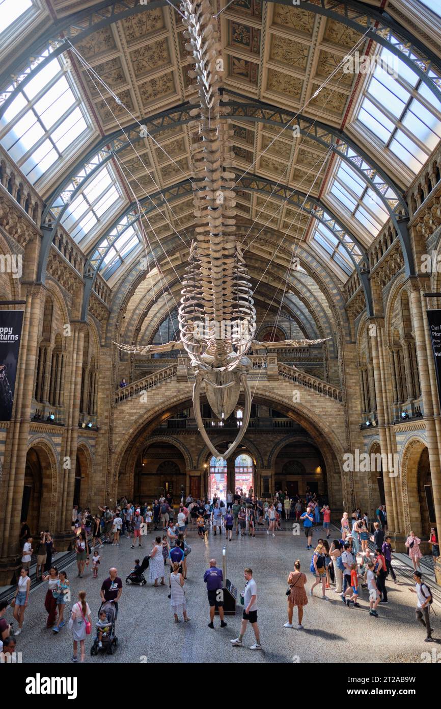 Berühmte naturwissenschaftliche Museumshalle mit Walskelett als Hauptausstellung, die an der Decke über den Besuchern hängt. 10. Oktober 2023 in London, Großbritannien. Stockfoto