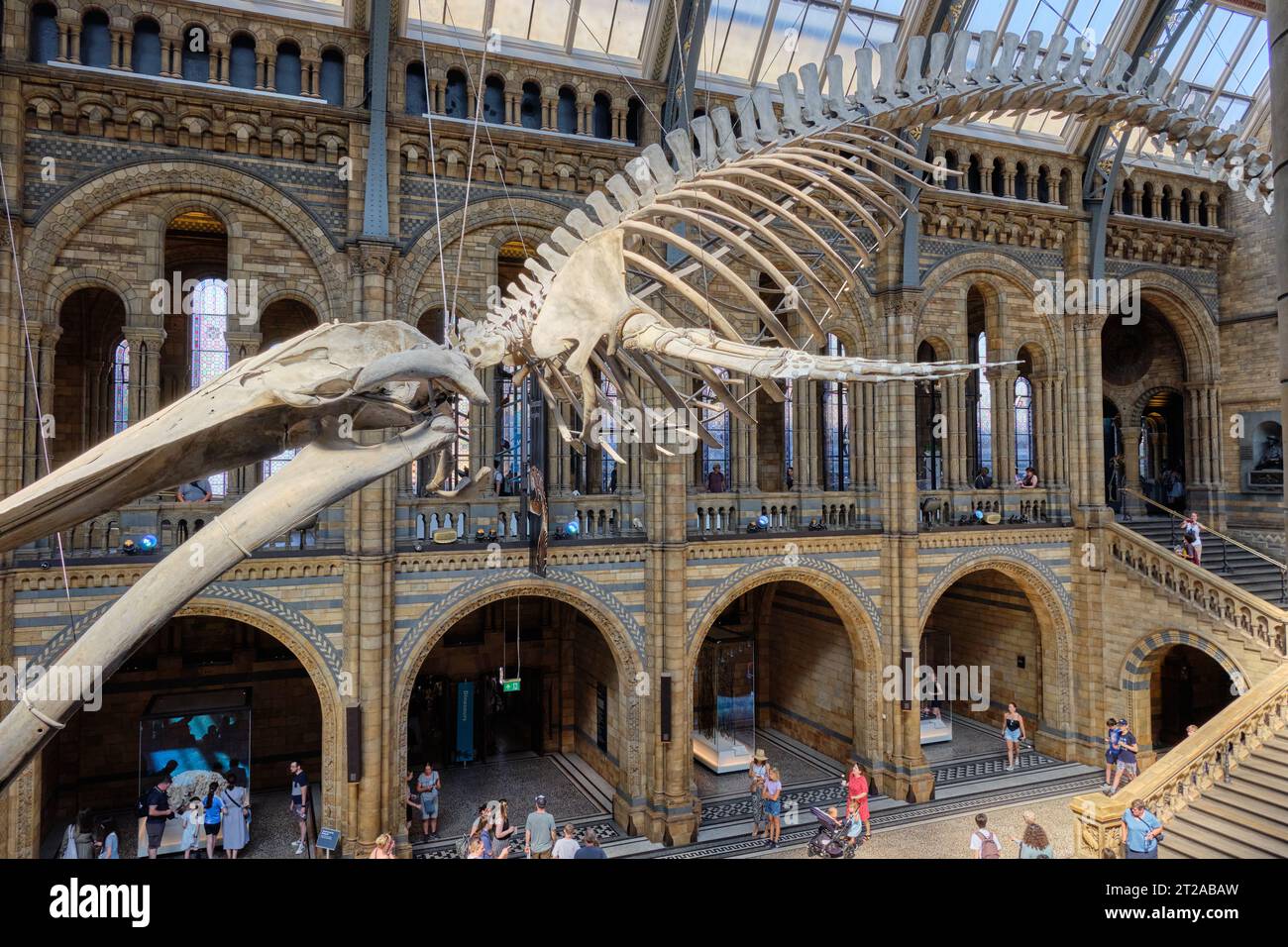 Blauwal-Skelett hängt in der Mitte der Eingangshalle des Natural History Museum in London. 10. Oktober, London UK Stockfoto