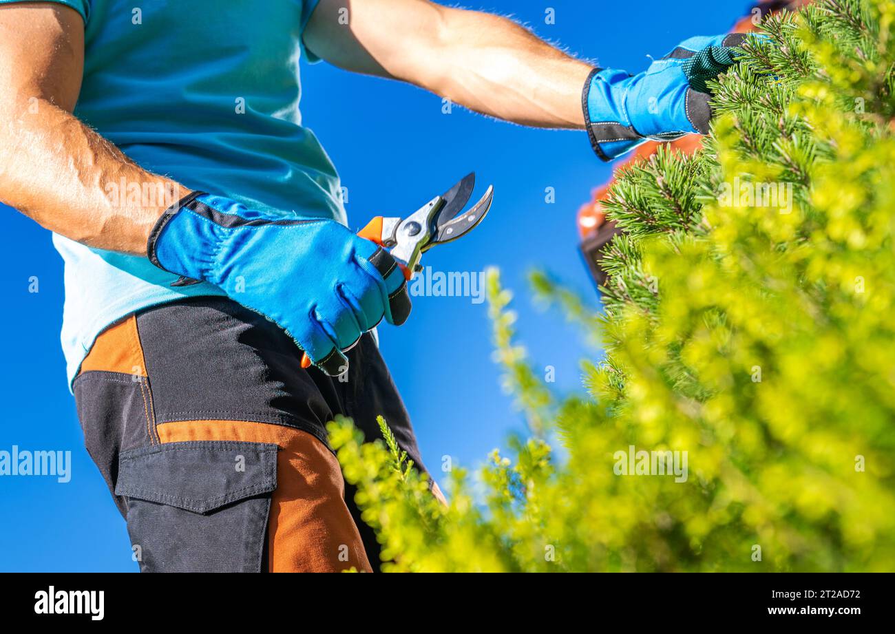 Entfernen von toten Blättern und Verzweigungen. Hausbesitzer Führt Gartenpflege Durch Stockfoto