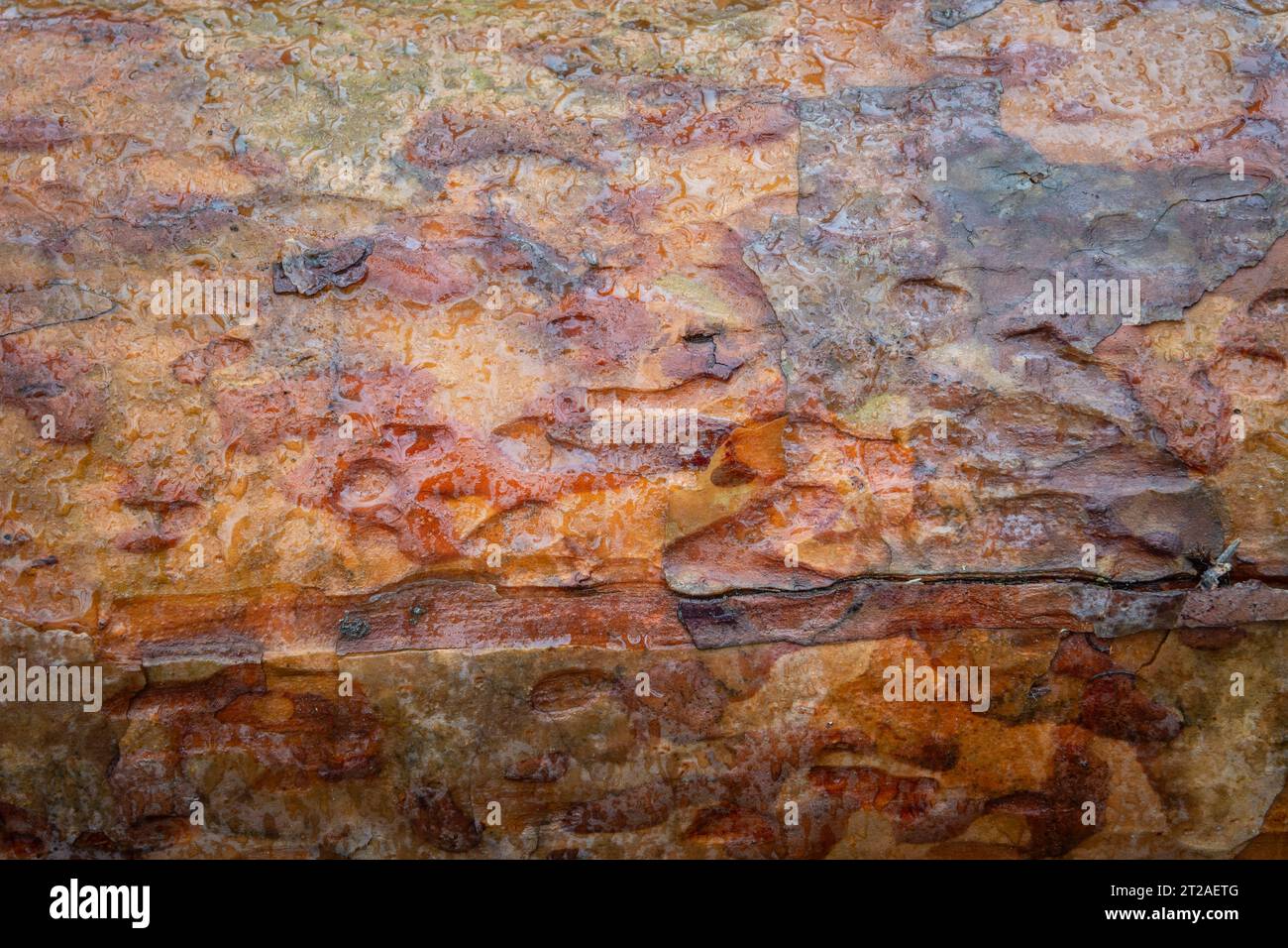 Feuchte braune Rinde auf einem Baumstamm Stockfoto