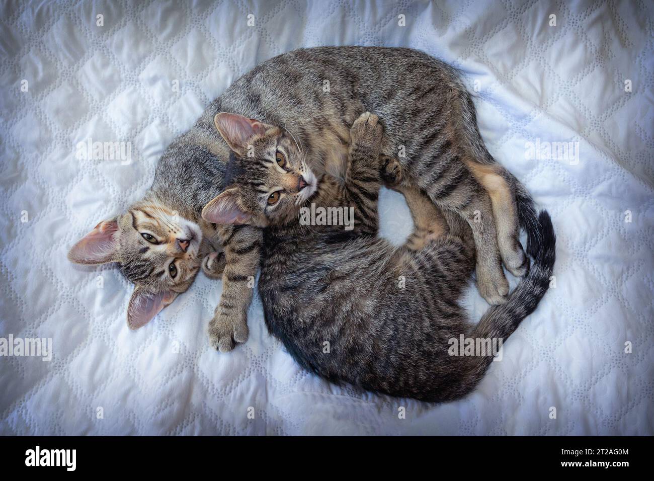 Kätzchen spielen zusammen auf weißer Decke Stockfoto