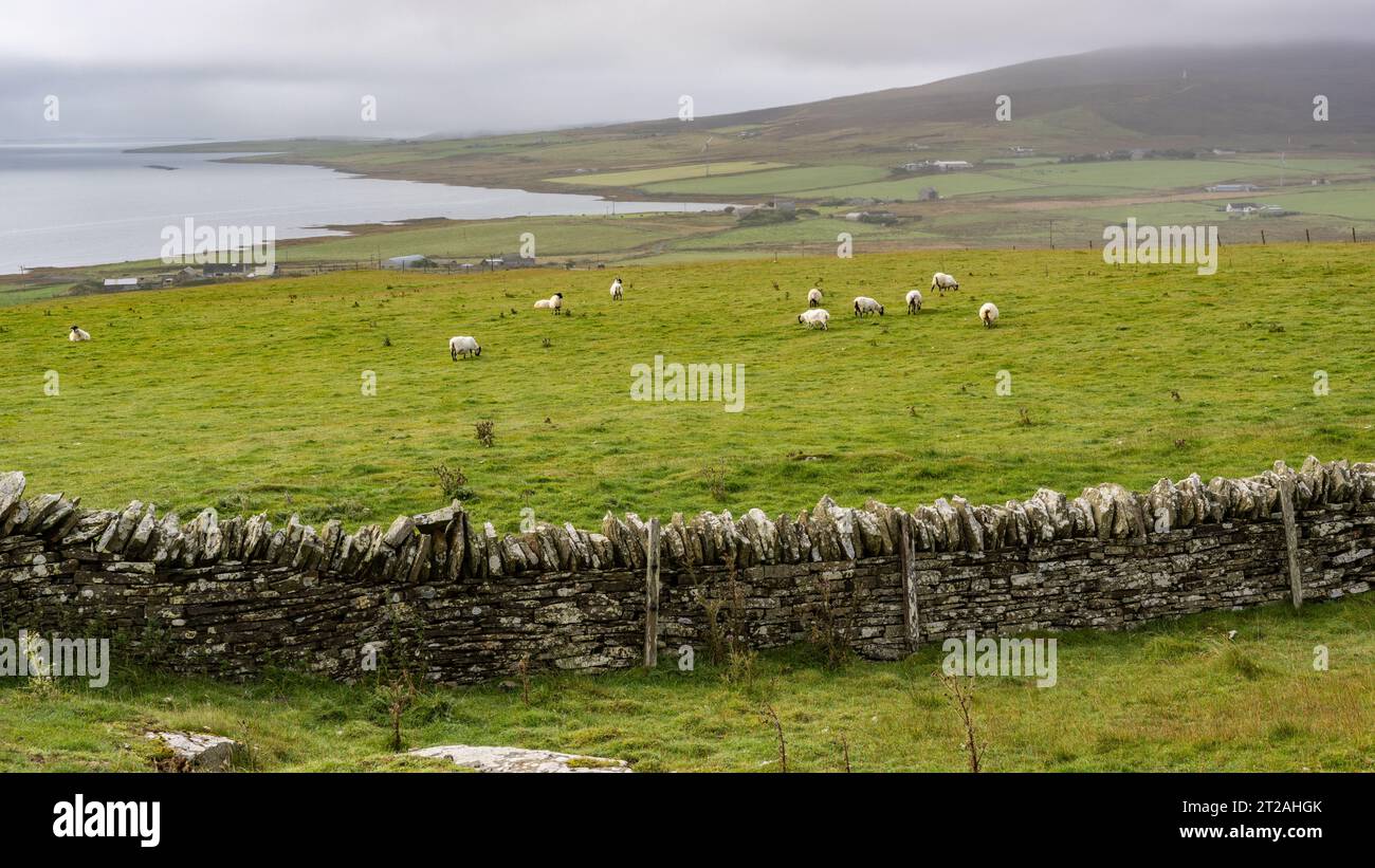 Steinmauer und Weideschafe, Faraclett Head, Rousay, Orkney Islands, Schottland, UK Stockfoto