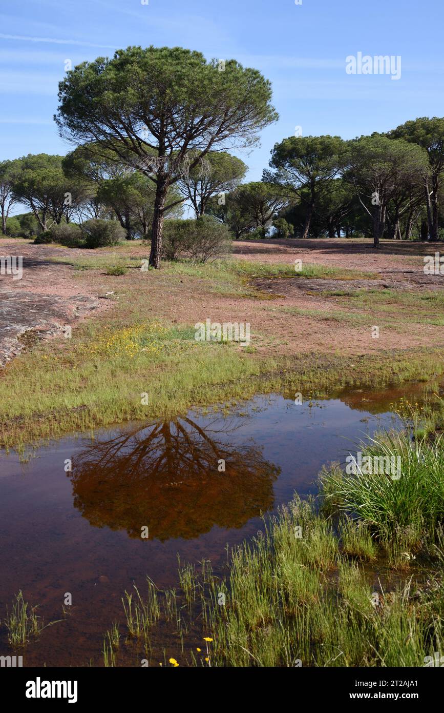 Steinkiefern auch bekannt als Umbrella Pines Pinus pinea, reflektiert in einem Pool oder Teich auf der Plaine des Maures, oder Maures Plain, Naturschutzgebiet Var Provence Frankreich Stockfoto