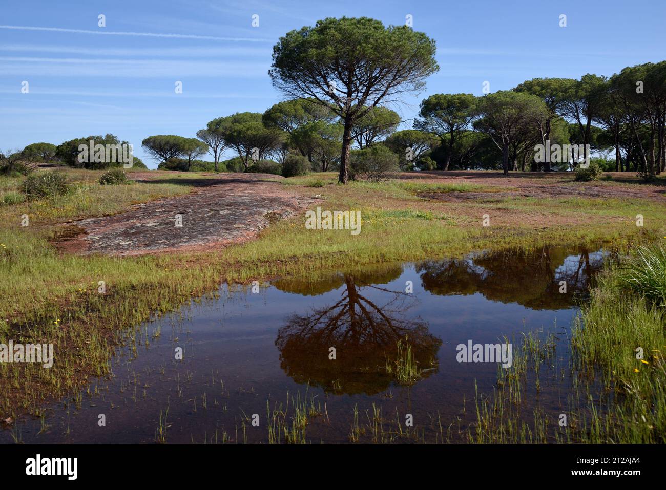 Steinkiefern auch bekannt als Umbrella Pines Pinus pinea, reflektiert in einem Pool oder Teich auf der Plaine des Maures, oder Maures Plain, Naturschutzgebiet Var Provence Frankreich Stockfoto