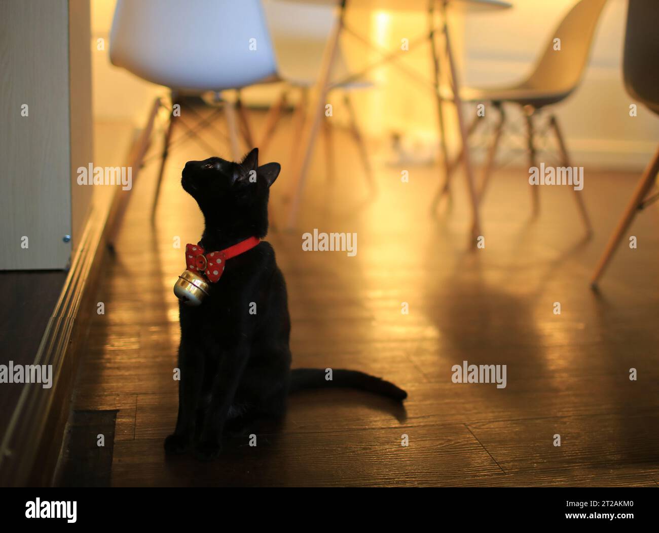 Schwarze Katze spazieren im Café in taichung herum Stockfoto