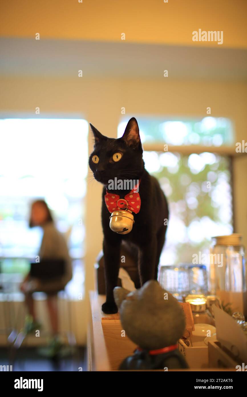 Schwarze Katze spazieren im Café in taichung herum Stockfoto