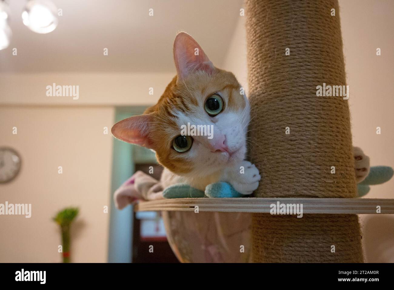 Katze beobachtet neugierig vor der Kamera Stockfoto