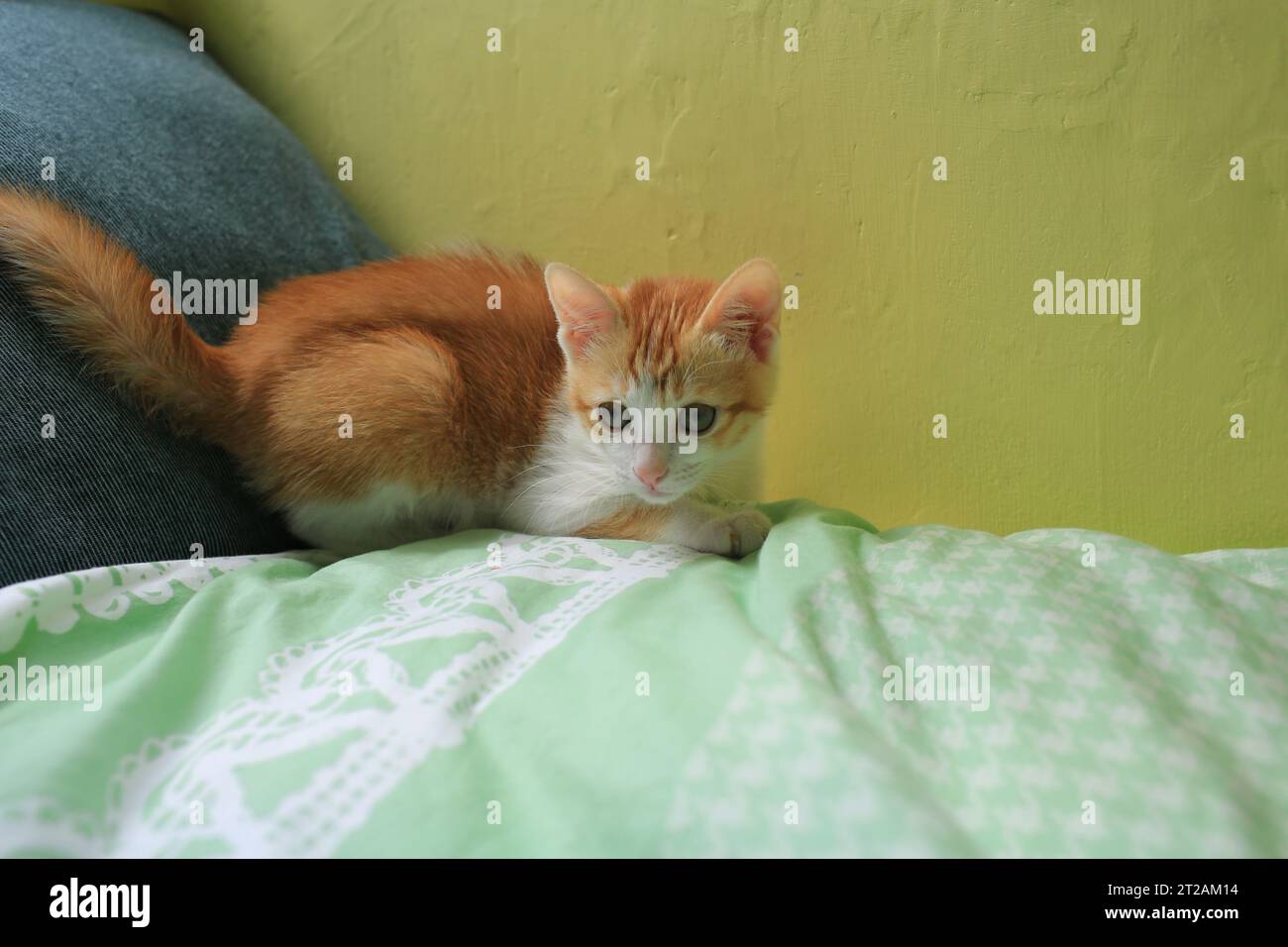 Weiches Kätzchen im Schlafzimmer Stockfoto