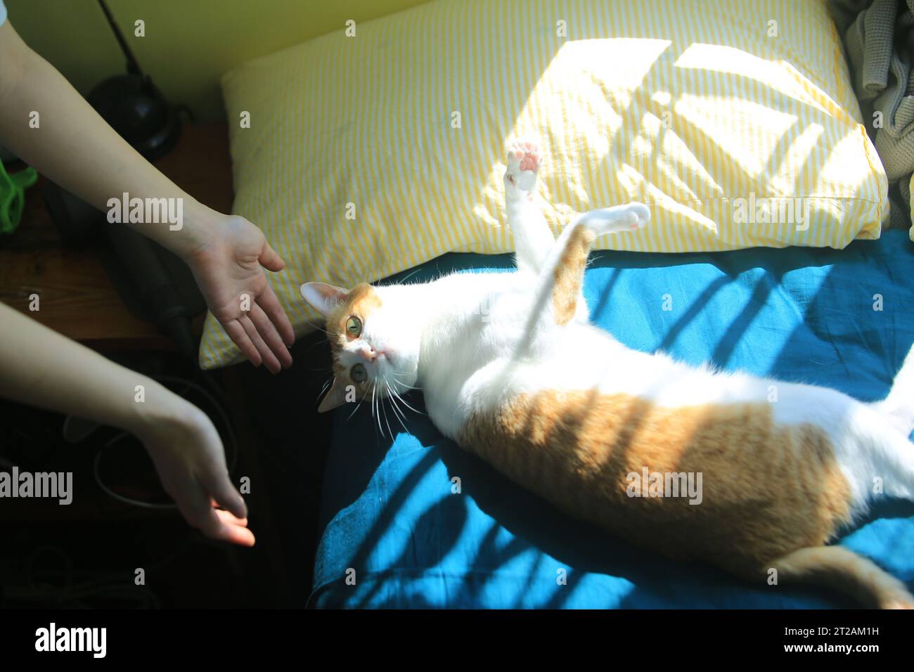 Tierbesitzer spielen mit der Katze Stockfoto