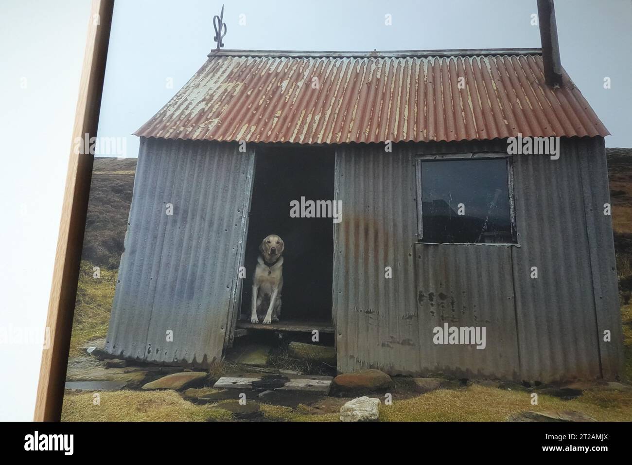 Labrador sitzt in einem alten schottischen Highland in der Nähe von Newtonmore, Schottland Stockfoto