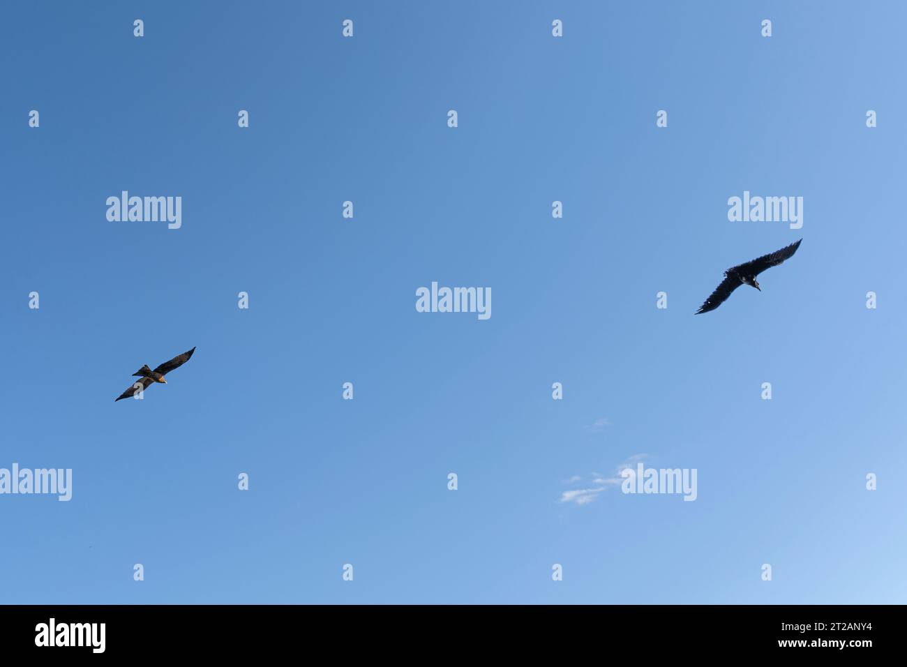 Ägyptische Geier fliegen an einem klaren blauen Himmel in Äthiopien, Afrika Stockfoto