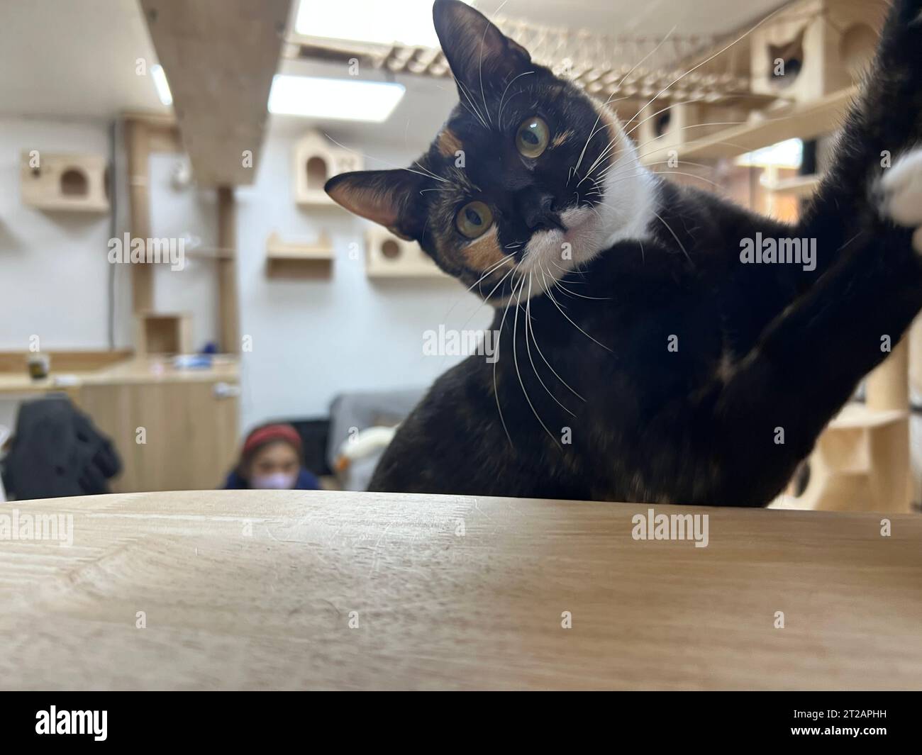 Katze beobachtet neugierig vor der Kamera Stockfoto