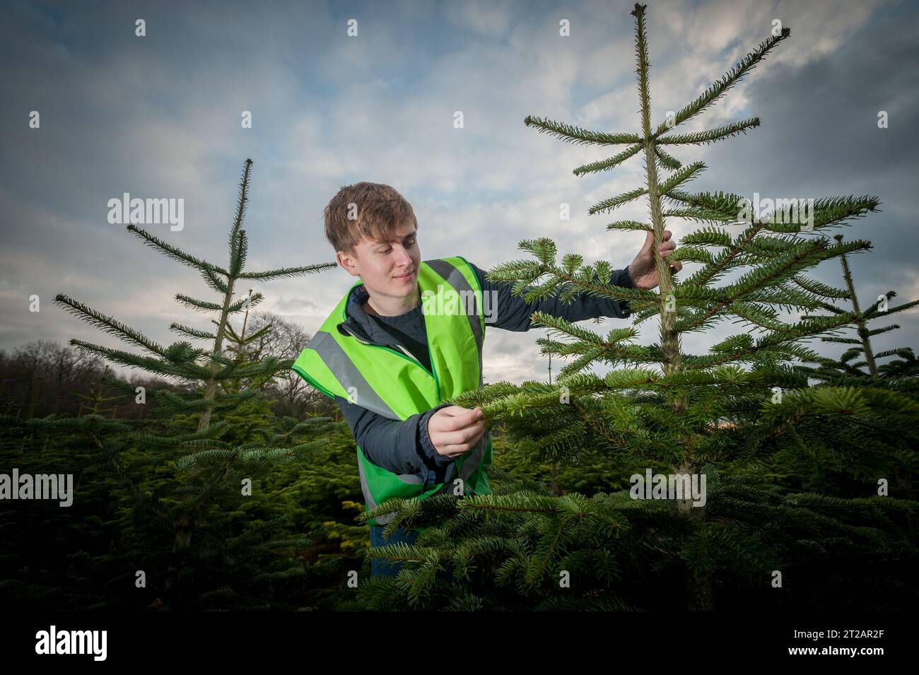Weihnachtsbaumfarm. Ein Arbeiter überprüft die Weihnachtsbäume, die auf dem Bauernhof wachsen. Stockfoto