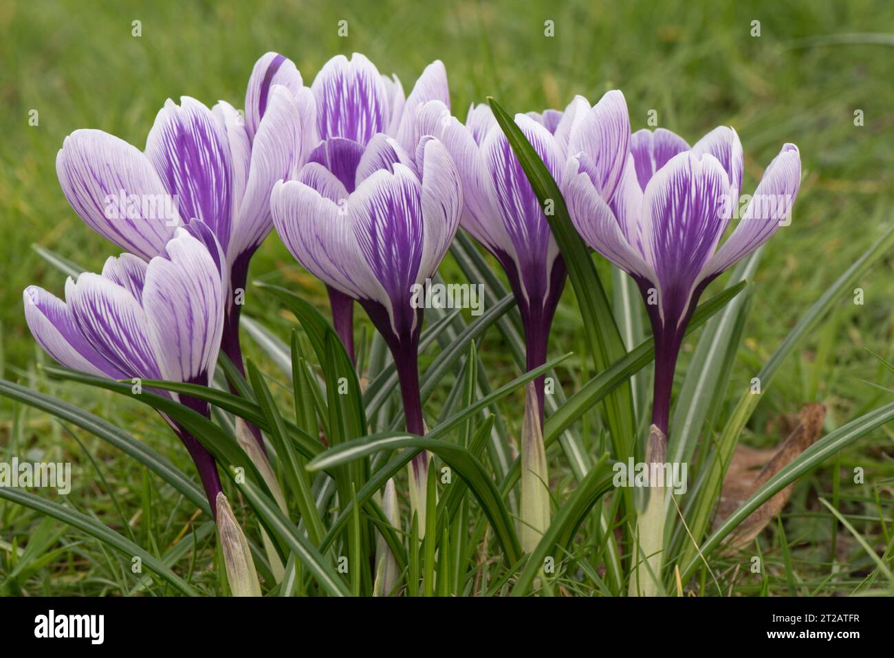 Crocus Sorte „Pickwick“ violett und weiß Frühlingsblume wächst im frühen Frühjahr auf Gras, Berkshire, März Stockfoto