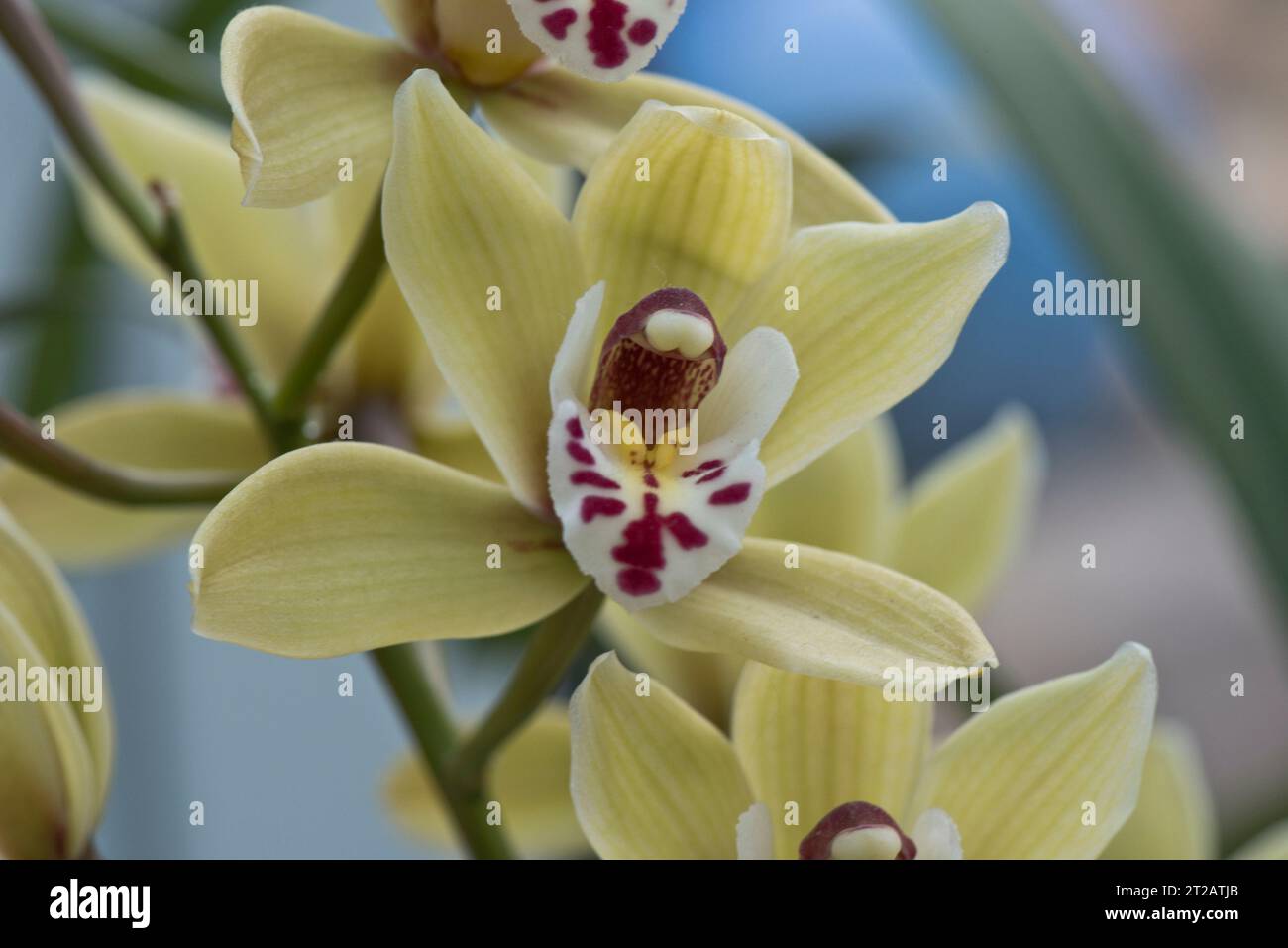 Bootsorchidee (Cymbidium spp.) Gelbe Ockerblüte auf blühender Pflanze im Innenbereich mit ähnlichen Blütenblättern und Sepalen und hochmodifiziertem Blütenblatt, das die Labellum verschmolzen hat Stockfoto
