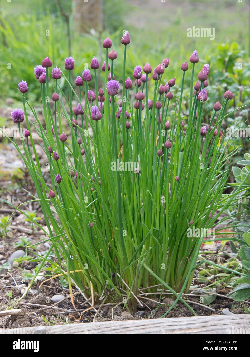 Schnittlauch (Allium schoenoprasum) Blüten öffnen, ein Kraut mit essbaren Blättern, Scapes, verwendet zum Kochen und Salaten, Berkshire, Mai Stockfoto