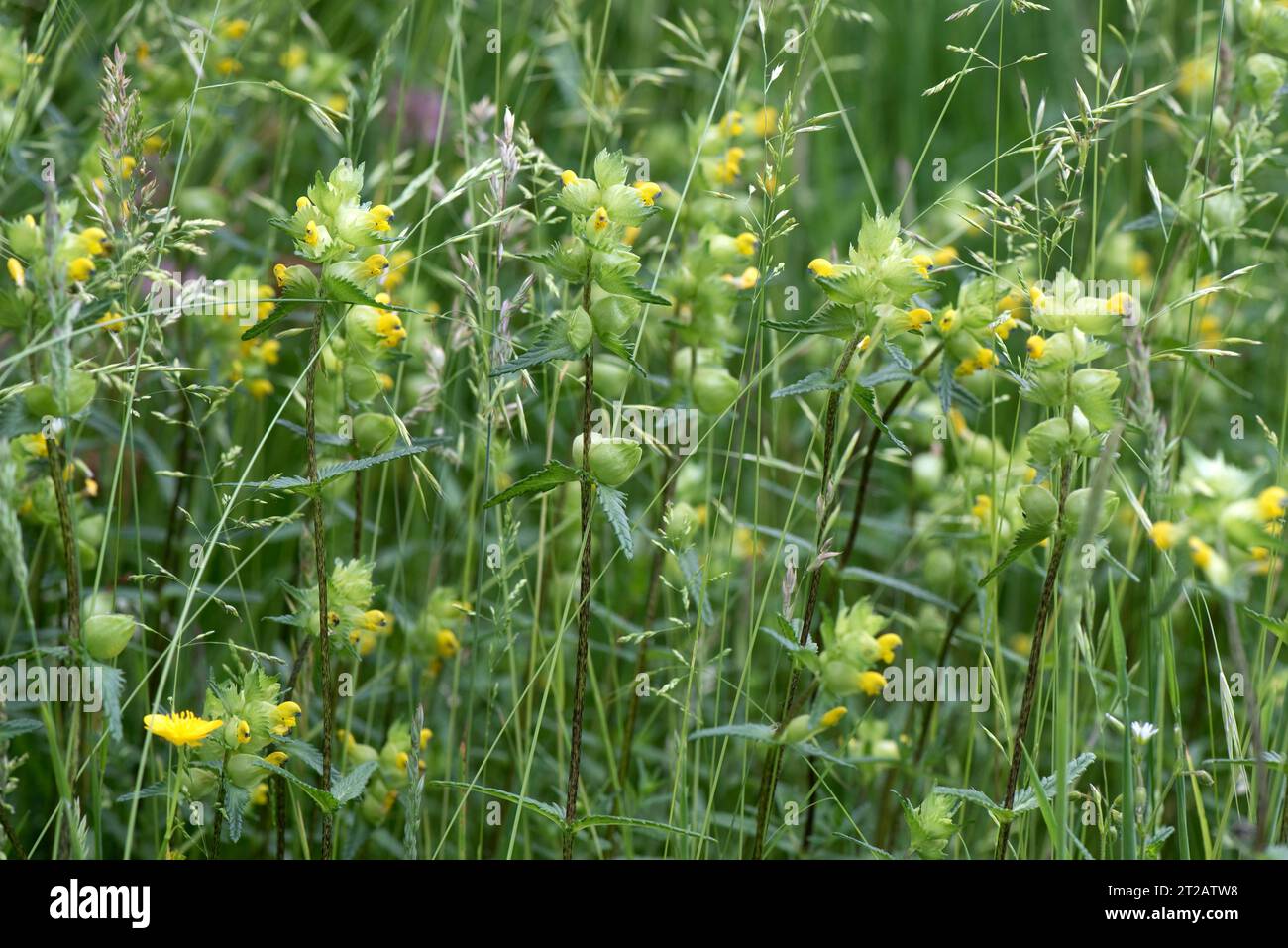 Junge gelbe Rassel (Rhinanthus minor) jährliche Pflanzen, die selbstgesät auf Grasweide wachsen als Hemiparasit, der das Graswachstum unterdrückt, Berkshire, Mai Stockfoto