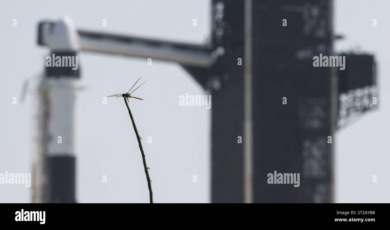 Eine Libelle ist vor der SpaceX Falcon 9-Rakete mit Dragon-Raumschiff auf dem Launch Complex 39A während der Vorbereitung der Crew-7-Mission am 21. August 2023 im Kennedy Space Center in Florida abgebildet. Crew-7 ist die siebte Rotation der ISS im Rahmen des Commercial Crew Program der NASA. Stockfoto