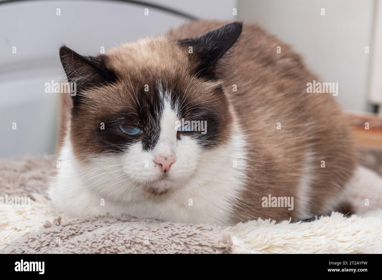 Eine Nahaufnahme eines Porträts einer vielfarbigen, gut gefütterten, älteren faulen Katze mit blauen Augen auf einer grauen Stoffcouch. Flauschige dreifarbige edle perfekte Katze Stockfoto