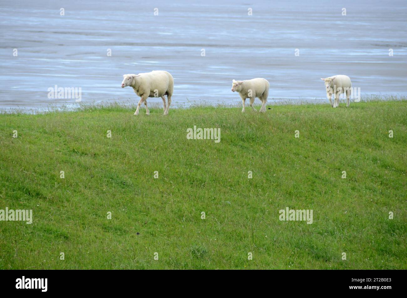 11.06.2012 Deich Schafe Deutschland/Niedersachsen/Jadebusen/Dangast/am Strand/Ebbe/Deich/Schafe laufen auf dem Deich/Deichschafe *** 11 06 2012 Deich Schafe Deutschland Niedersachsen Jadebusen Dangast am Strand Ebbe Deich Schafe Wandern auf dem Deich Schafe Credit: Imago/Alamy Live News Stockfoto