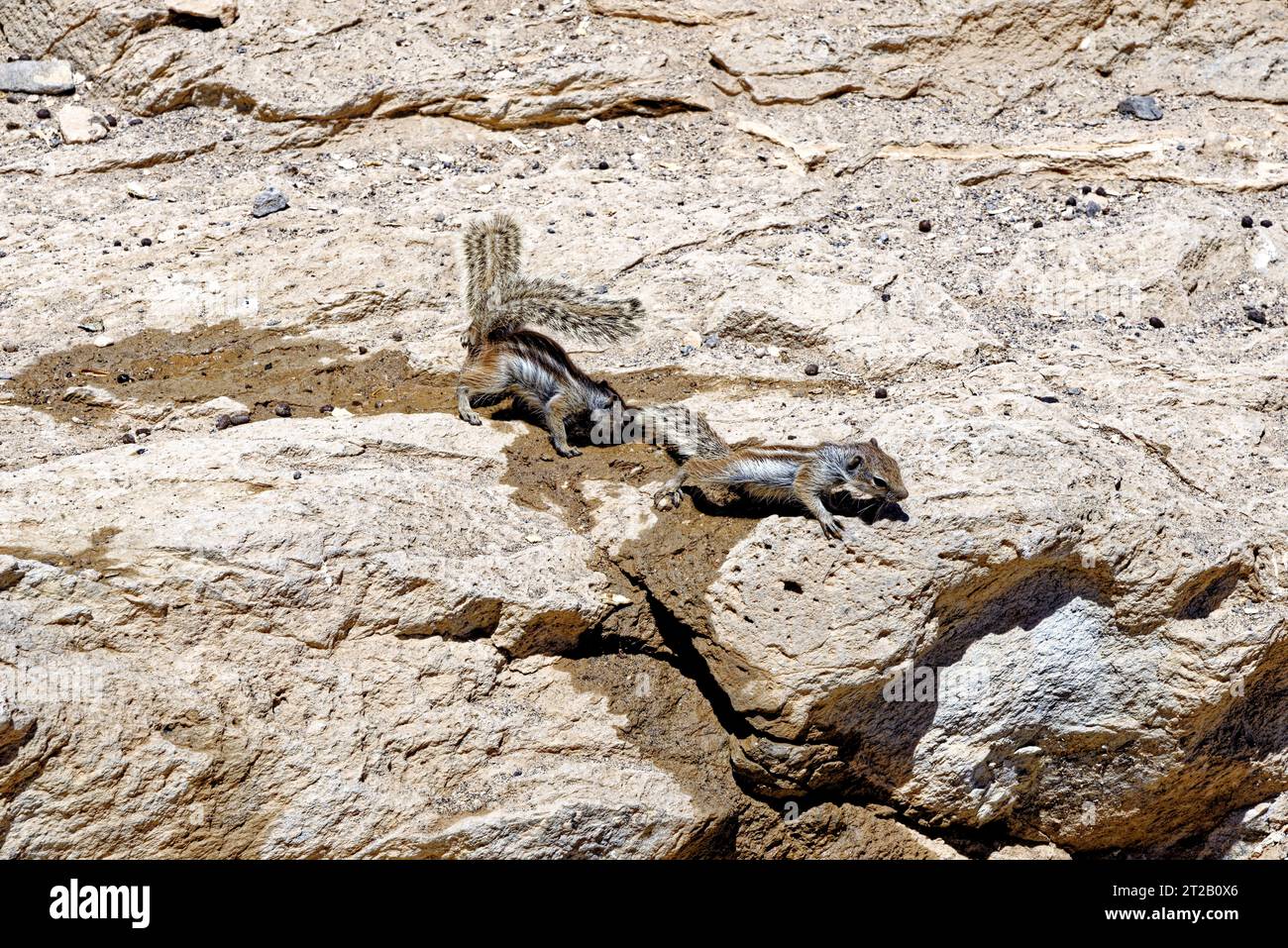 Barbary Ground Eichhörnchen, neben Playa Ajuy und Cuevos de Ajuy - Pajara, Fuerteventura, Kanarische Inseln, Spanien Stockfoto