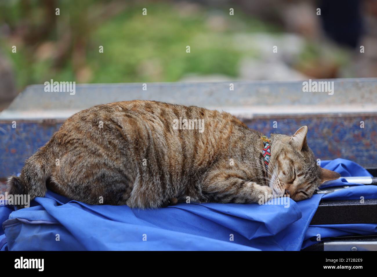Tabby-Katze schläft tief auf der Straße Stockfoto