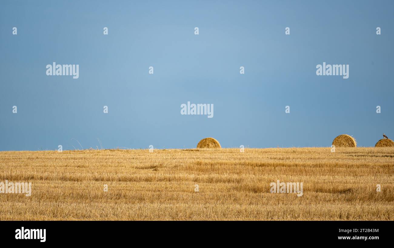 Strohballen auf dem geernteten Feld mit Horizont und blauem Himmel Stockfoto