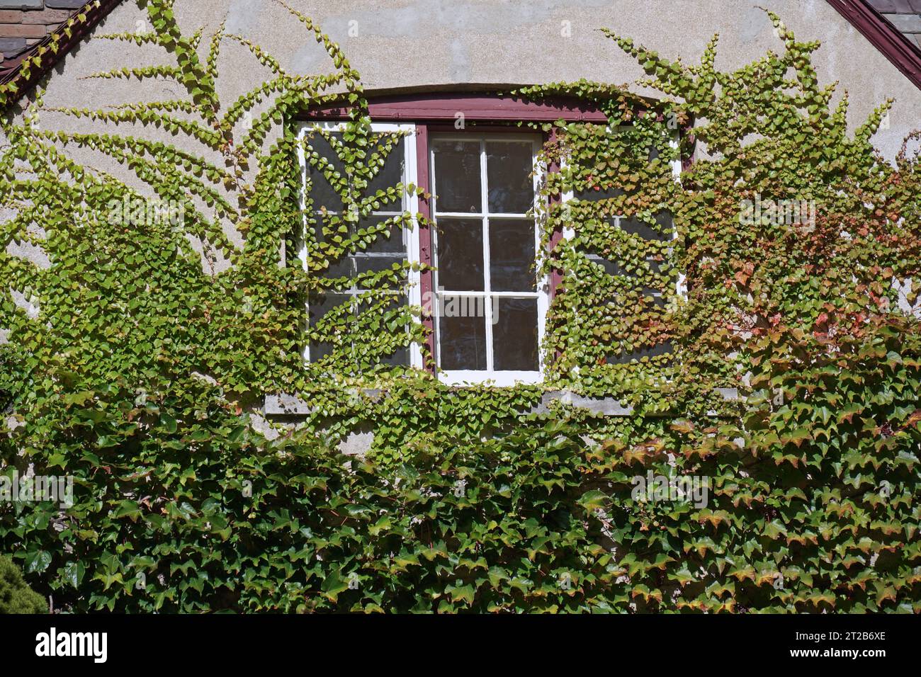 Fenster des alten Hauses umgeben und von Efeu bedeckt Stockfoto