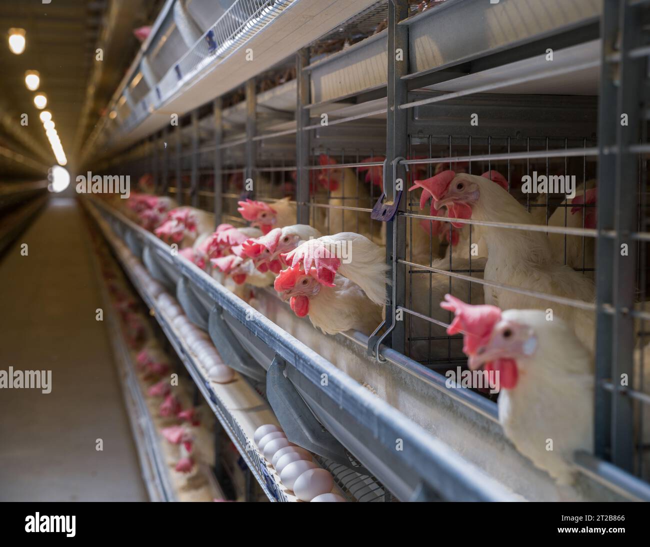 Fabrik zur Eiproduktion. Weiße Hühner legen Eier in einem vollautomatisierten Produktionssystem ab. Industrielle Eianlage. Hühnerkäfig. Stockfoto
