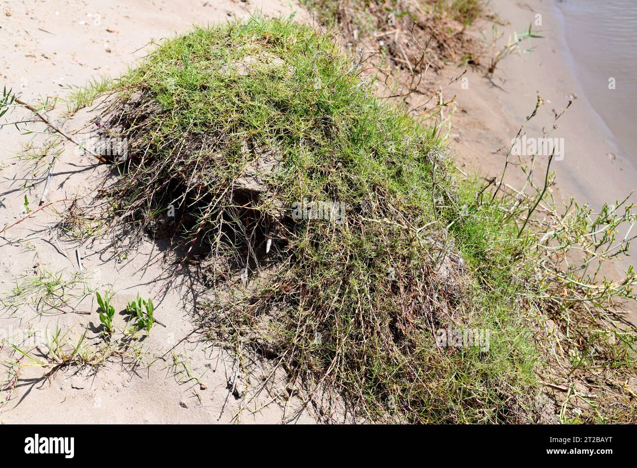 Das Bermuda-Gras (Cynodon dactylon) ist ein mehrjähriges Heilkraut, das in Eurasien und Afrika beheimatet ist. Dieses Foto wurde im Naturpark Delta del Ebro in Tarr aufgenommen Stockfoto