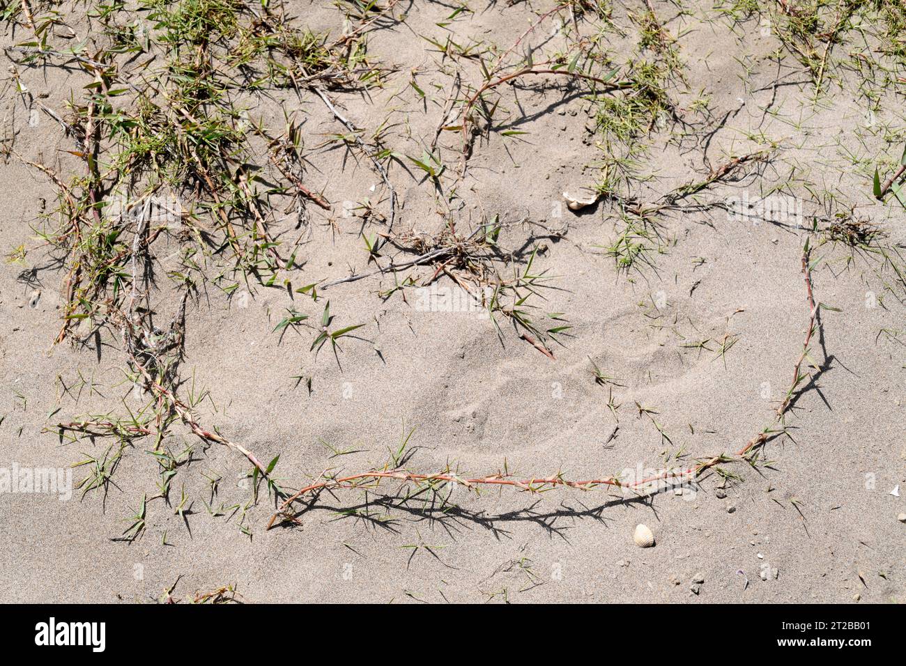 Das Bermuda-Gras (Cynodon dactylon) ist ein mehrjähriges Heilkraut, das in Eurasien und Afrika beheimatet ist. Dieses Foto wurde im Naturpark Delta del Ebro in Tarr aufgenommen Stockfoto