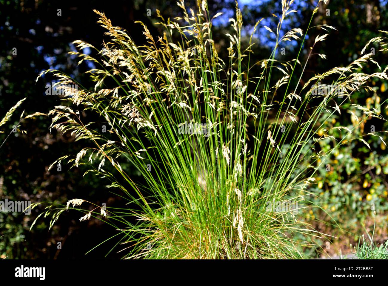 Helictotrichon cantabricum ist ein mehrjähriges Kraut, das in Spanien und Nordwestafrika heimisch ist. Stockfoto