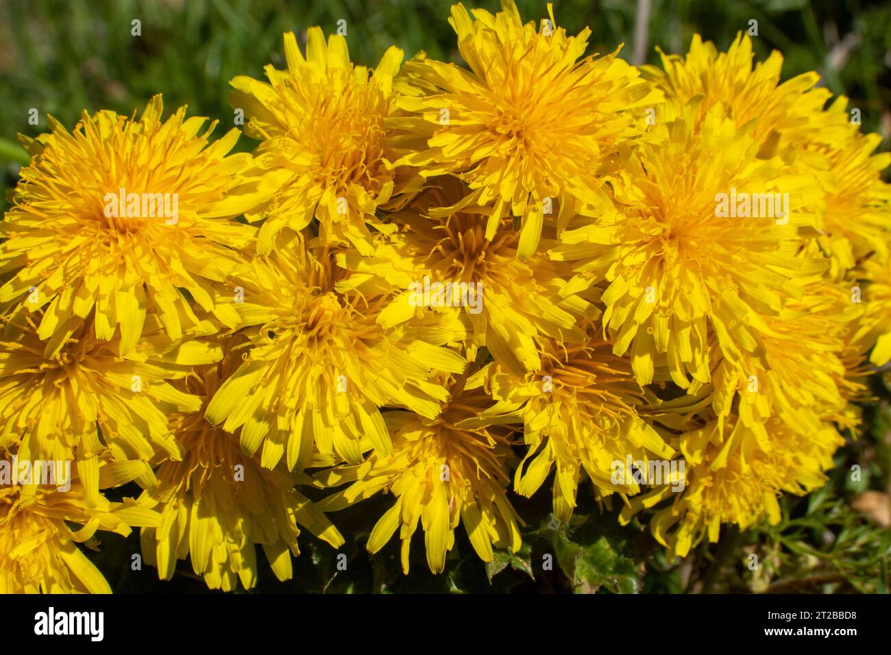 Flor diente de León o achicoria amarga Stockfoto