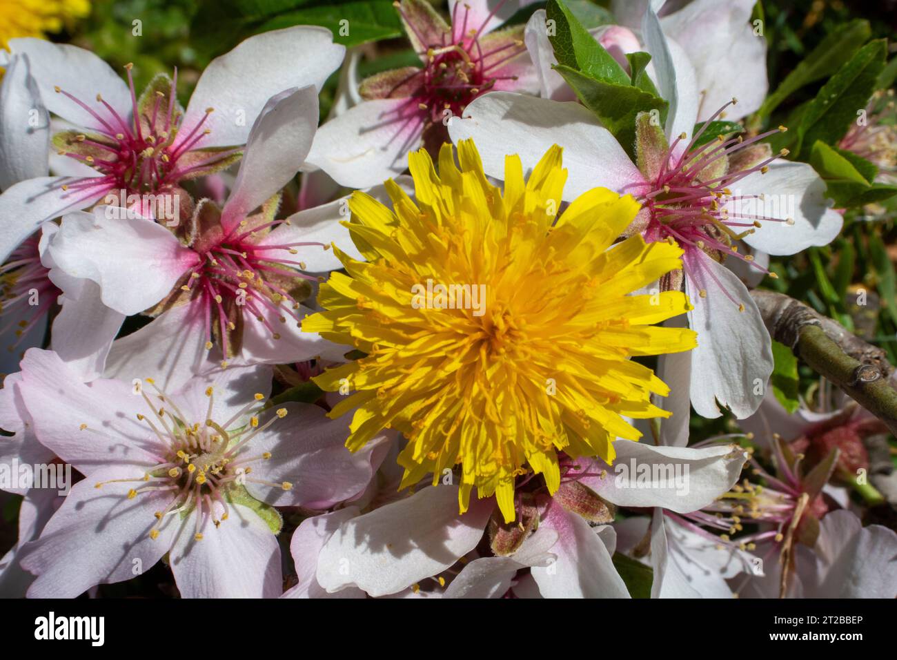 Flor diente de León o achicoria amarga Stockfoto