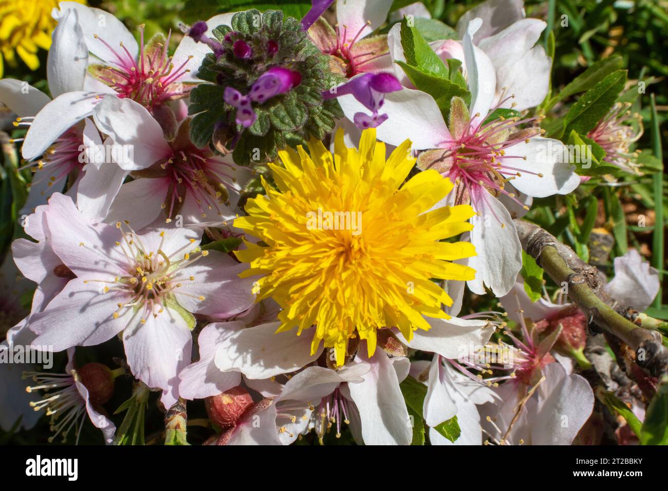 Flor diente de León o achicoria amarga Stockfoto