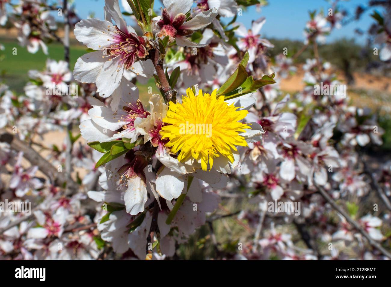 Flor diente de León o achicoria amarga Stockfoto