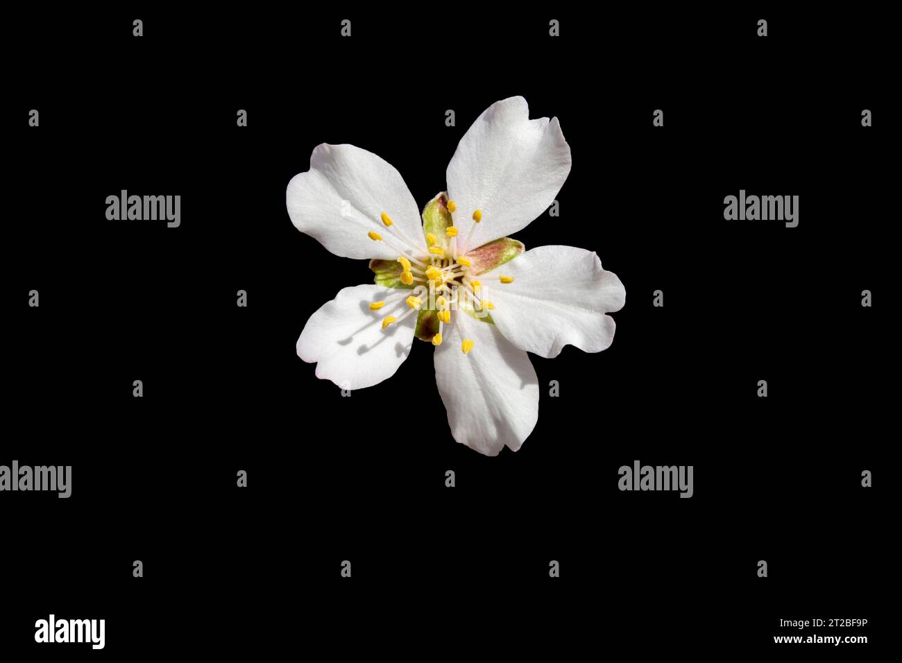 Flores de almendro, flores blancas Stockfoto