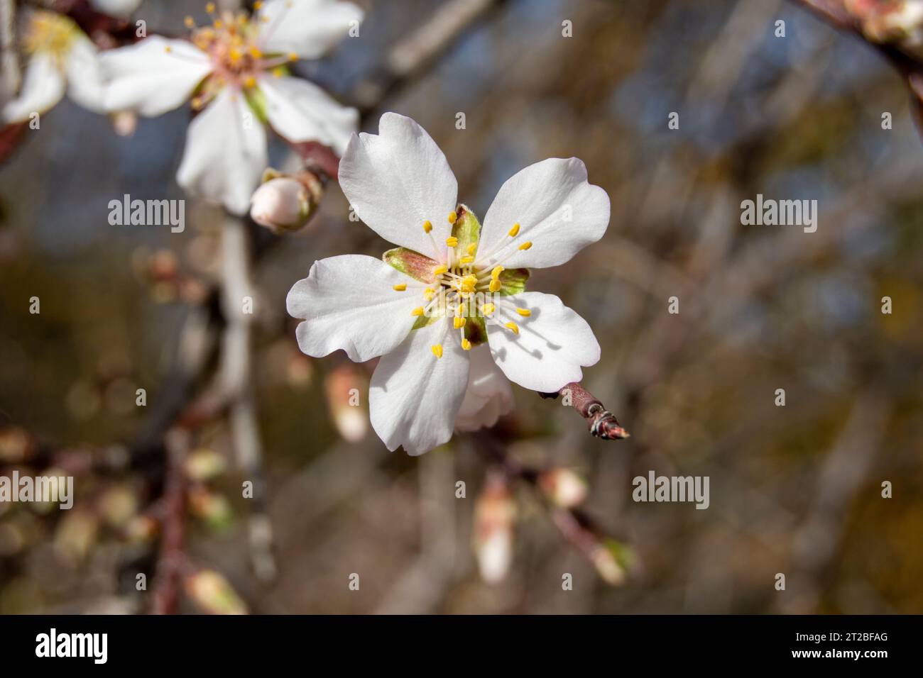 Flores de almendro, flores blancas Stockfoto