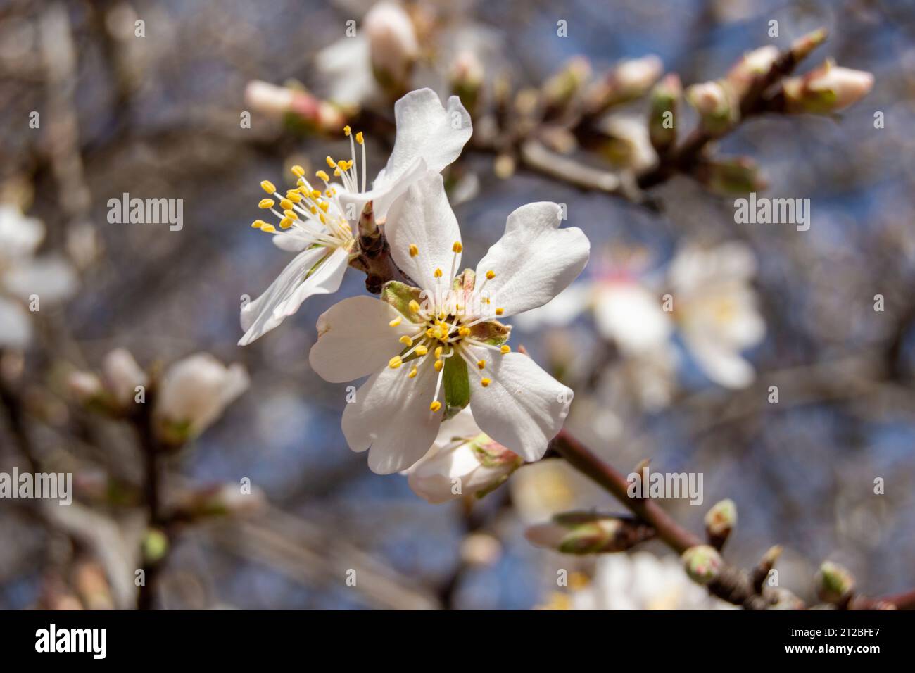 Flores de almendro, flores blancas Stockfoto