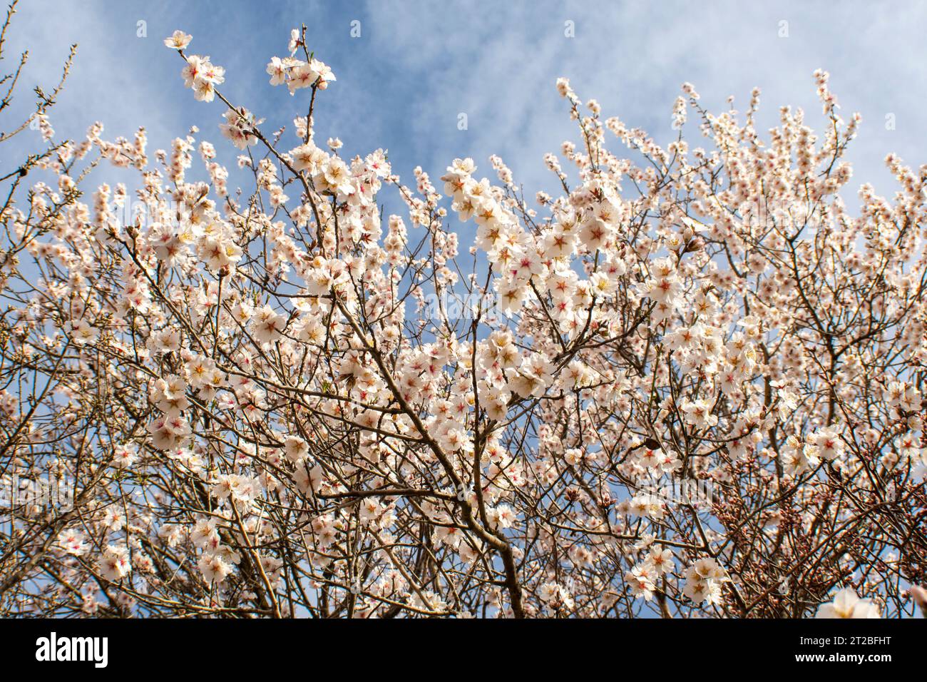Flores de almendro, flores blancas Stockfoto