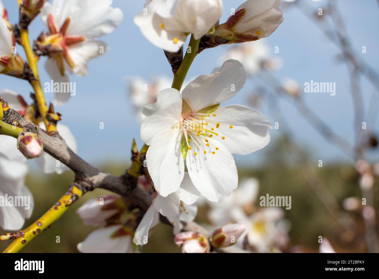 Flores de almendro, flores blancas Stockfoto