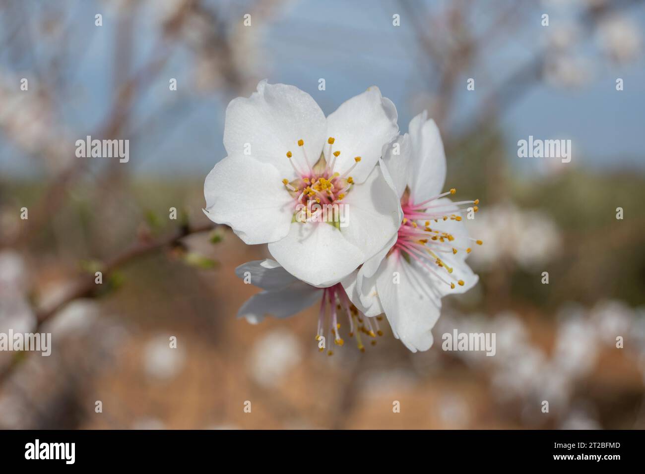 Flores de almendro, flores blancas Stockfoto