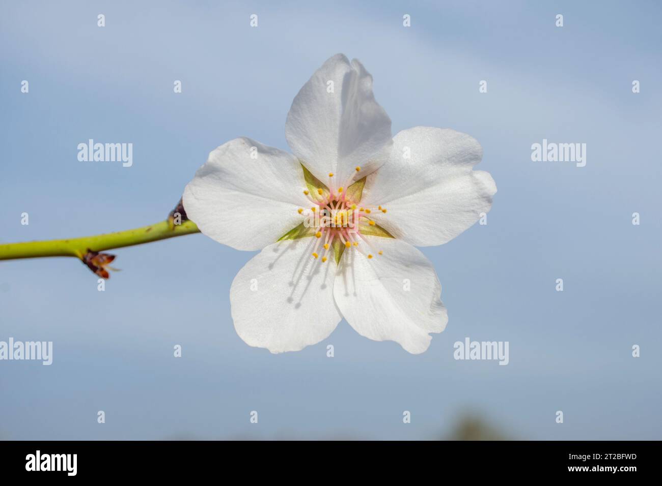 Flores de almendro, flores blancas Stockfoto
